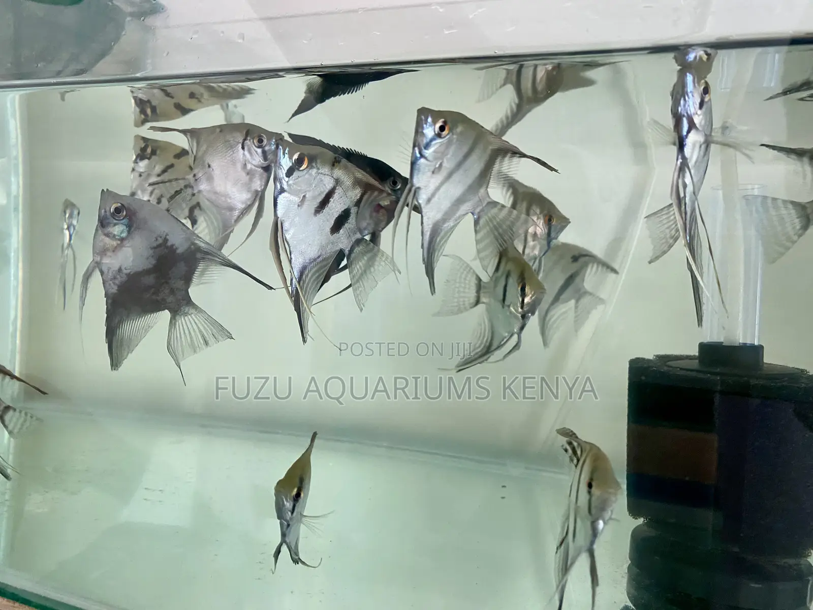 Angelfish That Light Up Your Aquarium