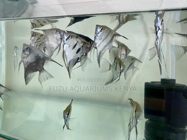 Angelfish That Light Up Your Aquarium