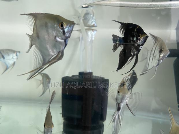 Calm Colorful Angelfish for Home Aquariums