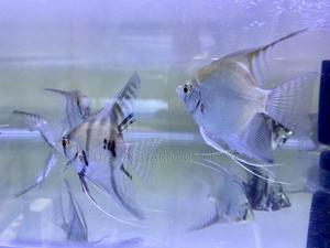 Beautiful Angelfish – Ideal for Freshwater Tanks - thumbnail 2