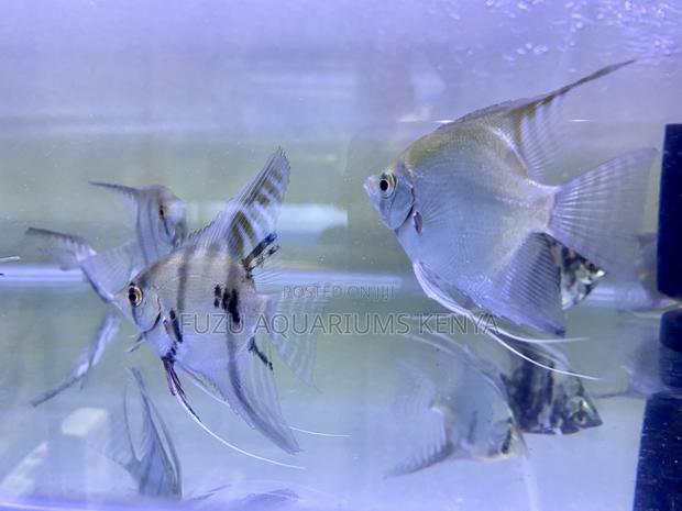 Beautiful Angelfish – Ideal for Freshwater Tanks - main view