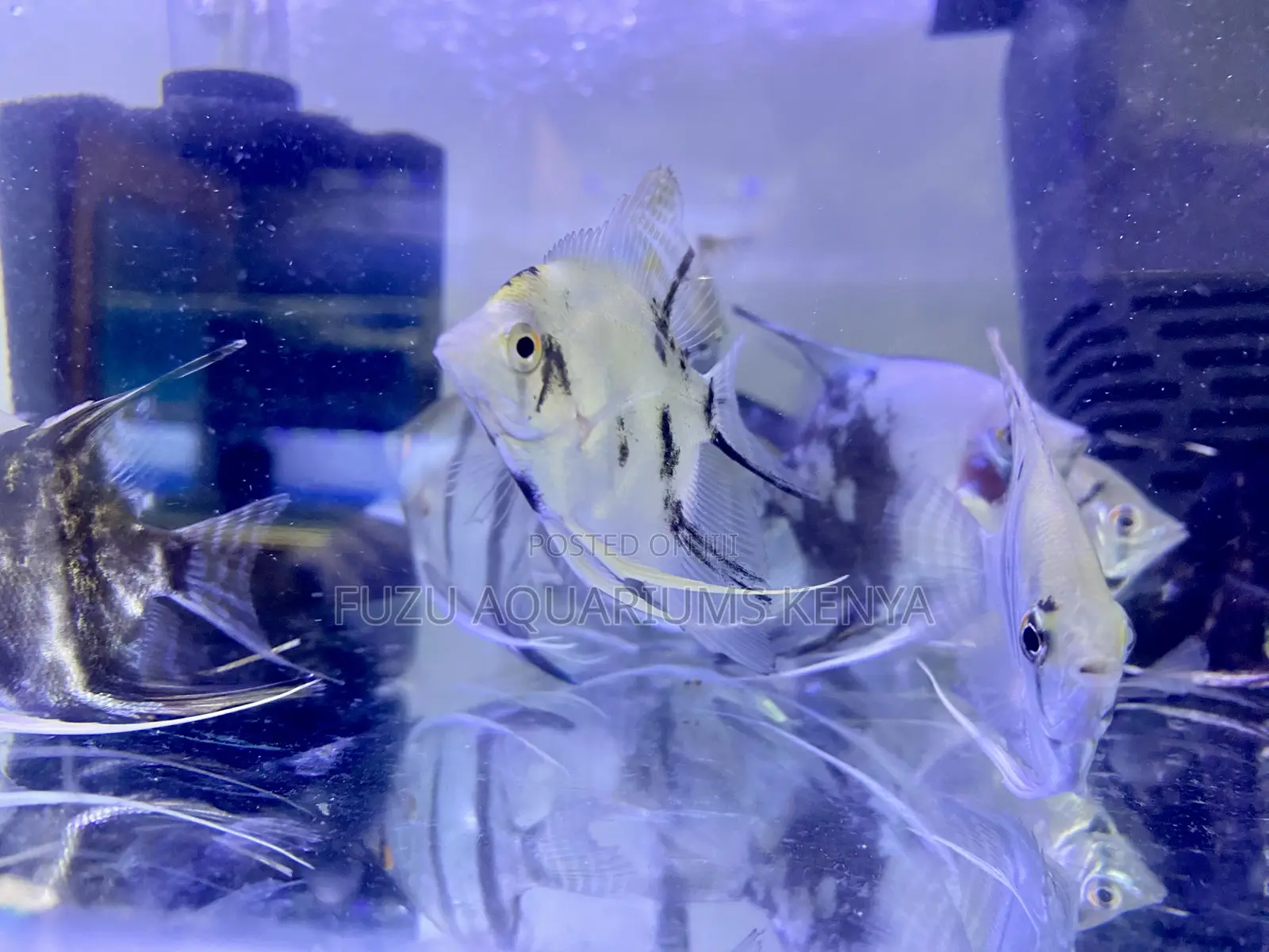 Elegant Angelfish – Add Class to Your Aquarium