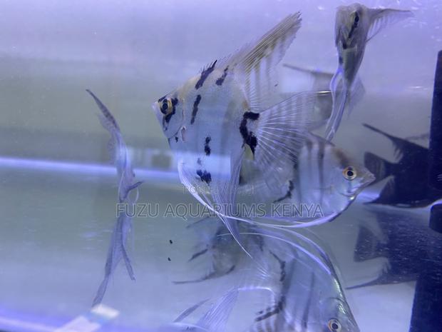 Live Angelfish for Sale – Bold and Peaceful