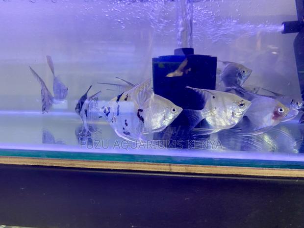Premium Angelfish – Top-Quality Stock - main view
