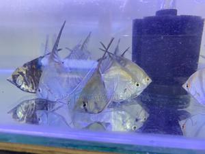 Aquarium-Ready Angelfish – Easy to Maintain - thumbnail 2