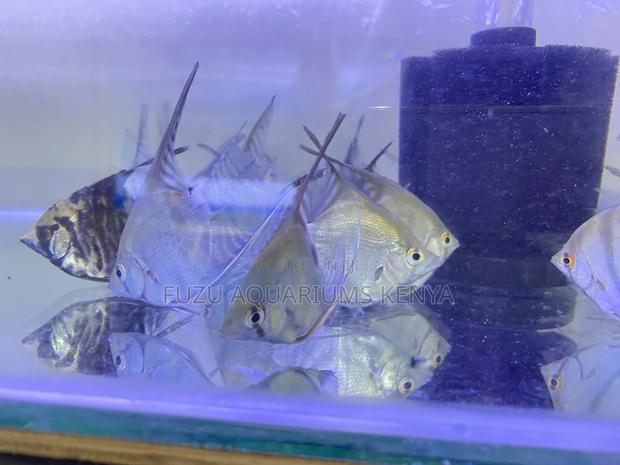 Aquarium-Ready Angelfish – Easy to Maintain - main view
