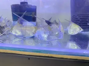 Black, Marble Silver Angelfish Mix Available
