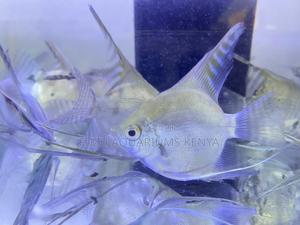 Peaceful Angelfish – Great for Community Aquariums - thumbnail 2