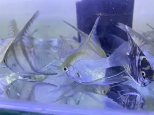 Angelfish With Personality – Watch Them Rule the Tank