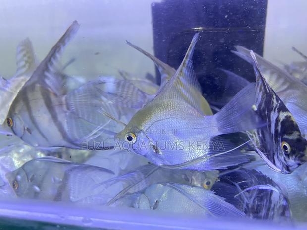 Angelfish With Personality – Watch Them Rule the Tank - main view