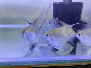 Hardy Angelfish – Beautiful Easy to Keep - thumbnail 2