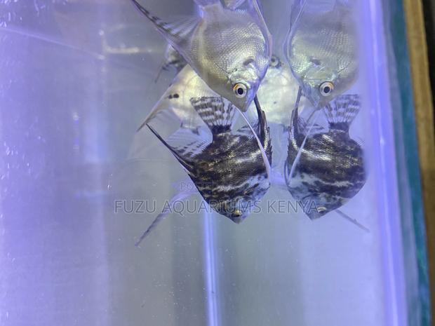 Mixed Variety Angelfish – Colorful and Peaceful - main view