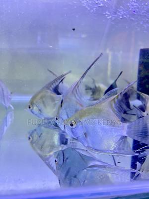 Tropical Elegance – Buy Angelfish Today - thumbnail 2