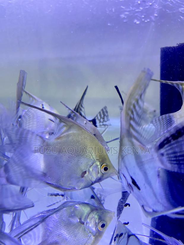 Captivating Angelfish – Great for Beginners - main view