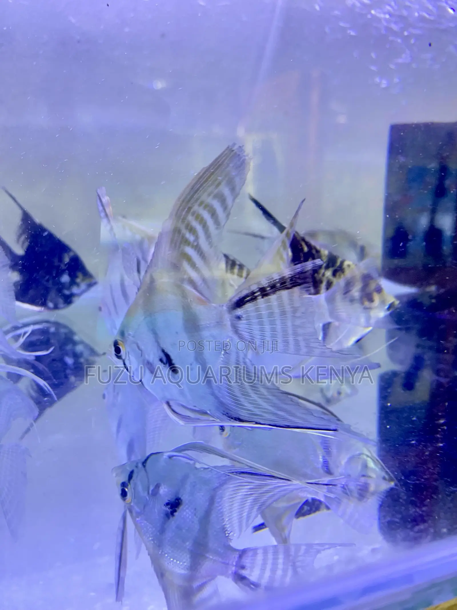 Angelfish Trio – Buy More, Save More