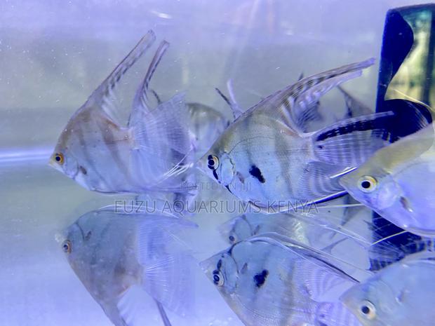 Angelfish Breeding Pairs – Grace in Pairs - main view