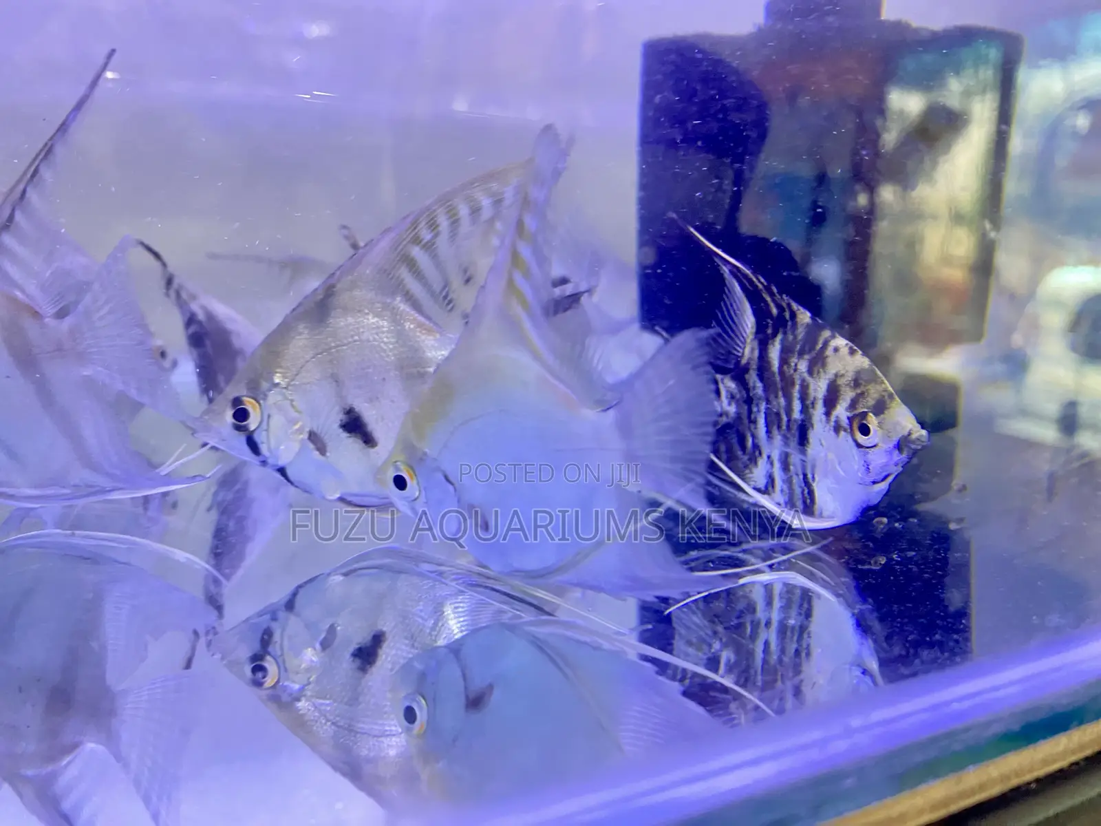 Striking Angelfish – Your Tank’S New Star