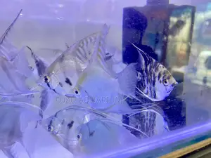 Striking Angelfish – Your Tank’S New Star