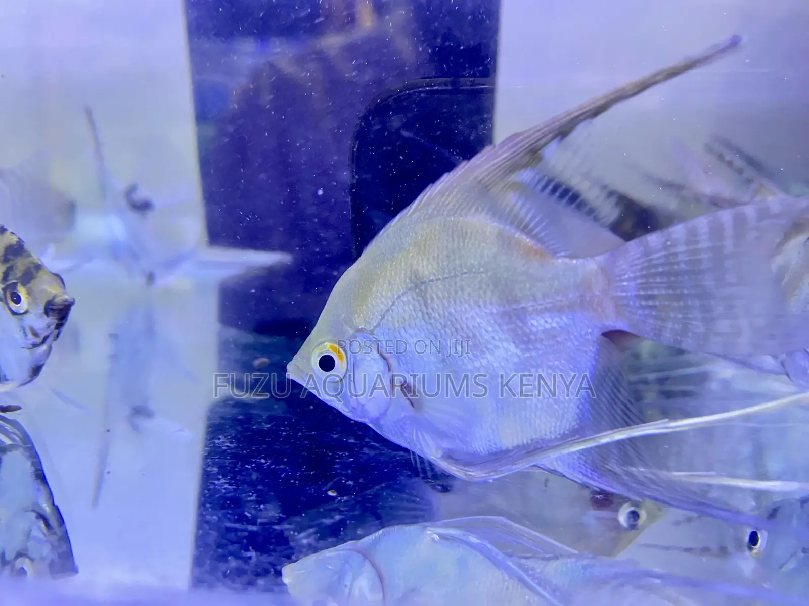 Freshwater Angelfish – Calm and Beautiful