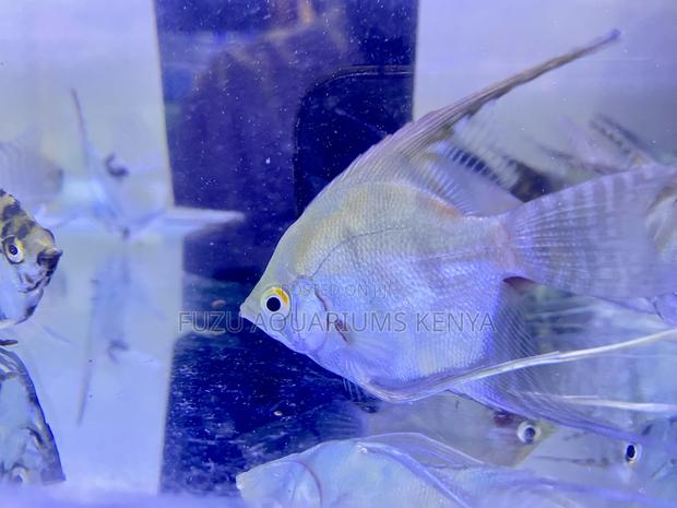 Freshwater Angelfish – Calm and Beautiful - main view