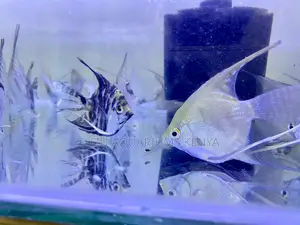 Bright Angelfish – Add Color and Movement