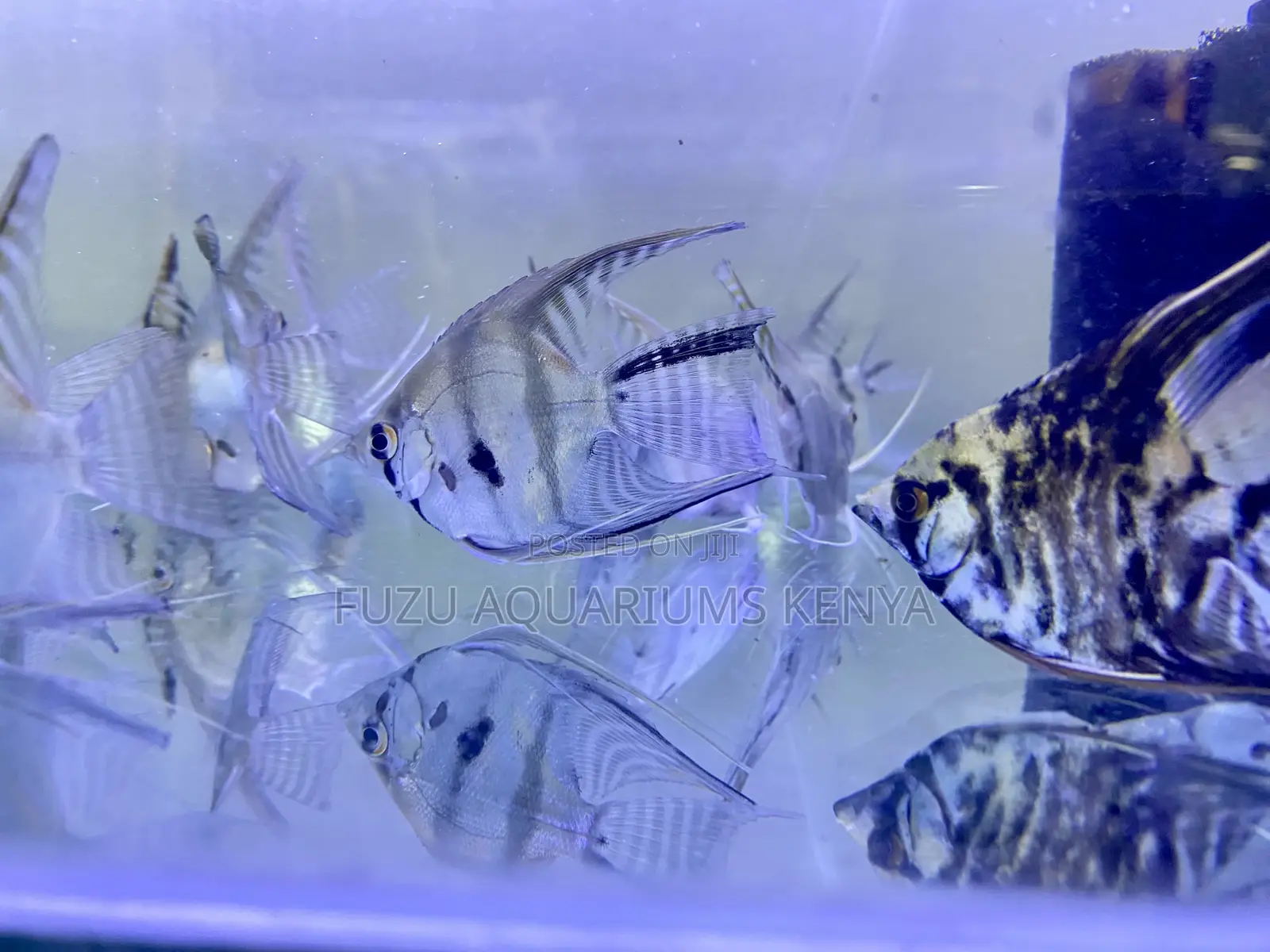 Majestic Angelfish – Glide With Grace