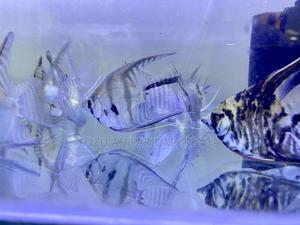 Majestic Angelfish – Glide With Grace - thumbnail 2