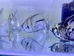 Majestic Angelfish – Glide With Grace