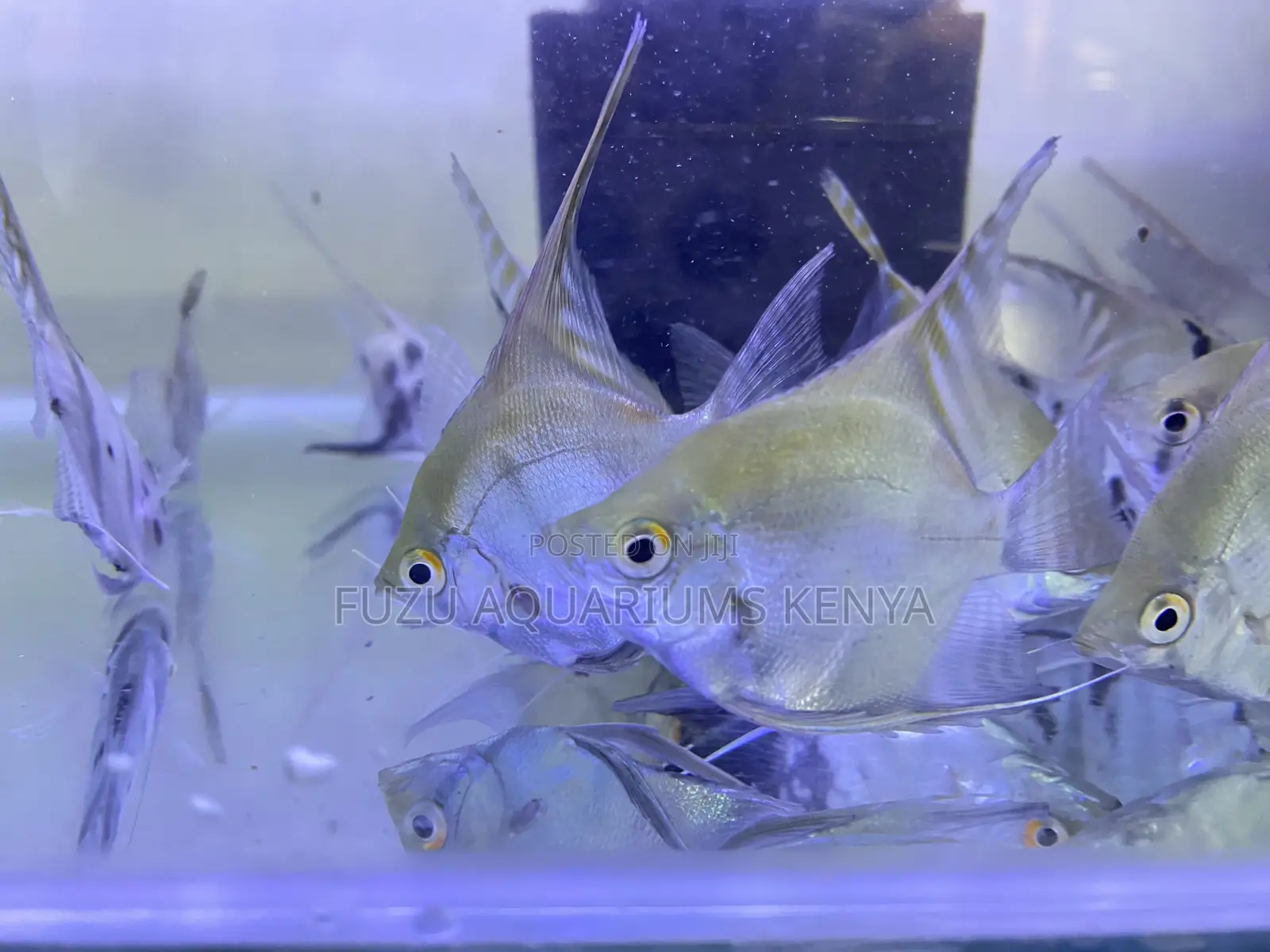 Assorted Freshwater Angelfish – Order Now