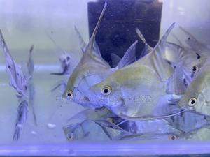 Assorted Freshwater Angelfish – Order Now - thumbnail 2