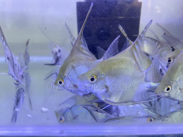 Assorted Freshwater Angelfish – Order Now - main view