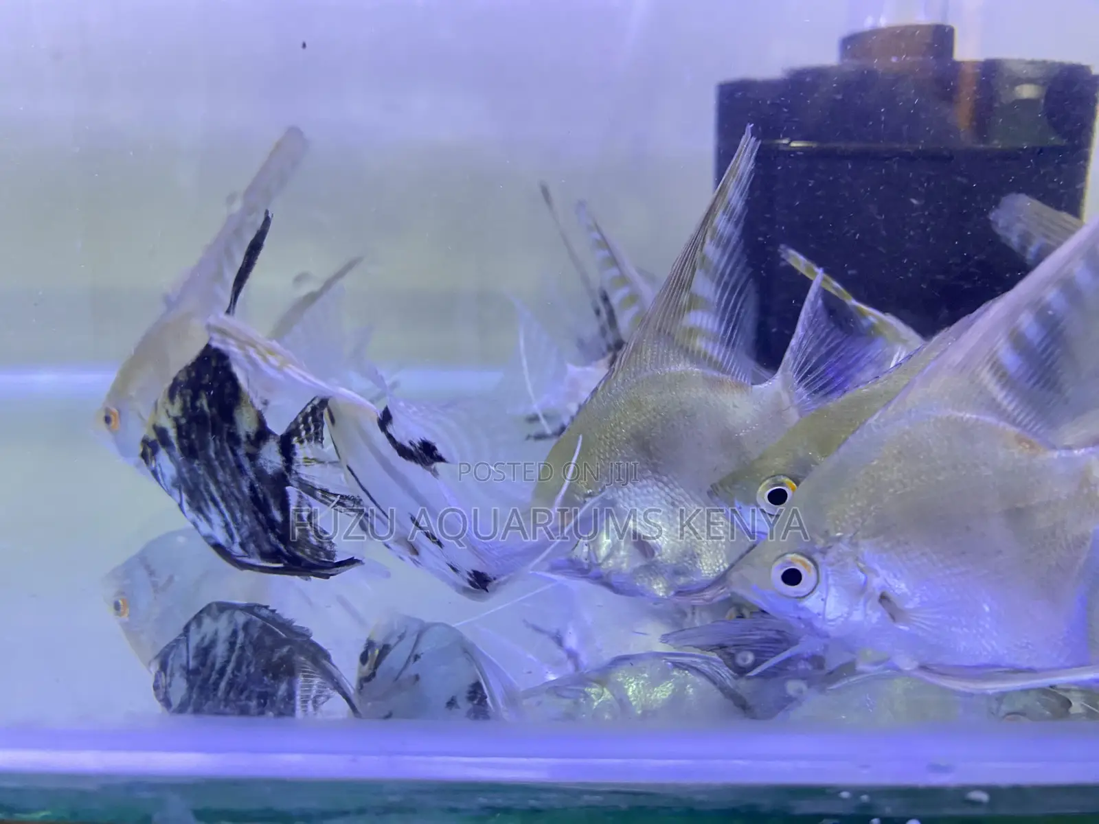 Tropical Angels – Elegant Swimmers for Your Aquarium