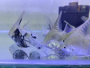 Tropical Angels – Elegant Swimmers for Your Aquarium