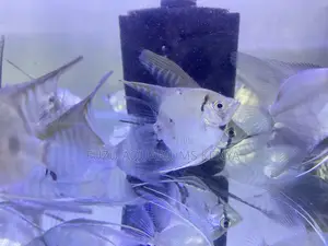 Angelfish – Buy More Save