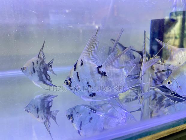 Angelfish Combo – Perfect for Decor Tanks - main view