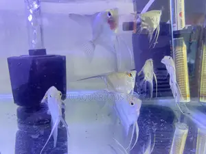 Live Angelfish Delivered – Healthy, Vibrant, Gorgeous
