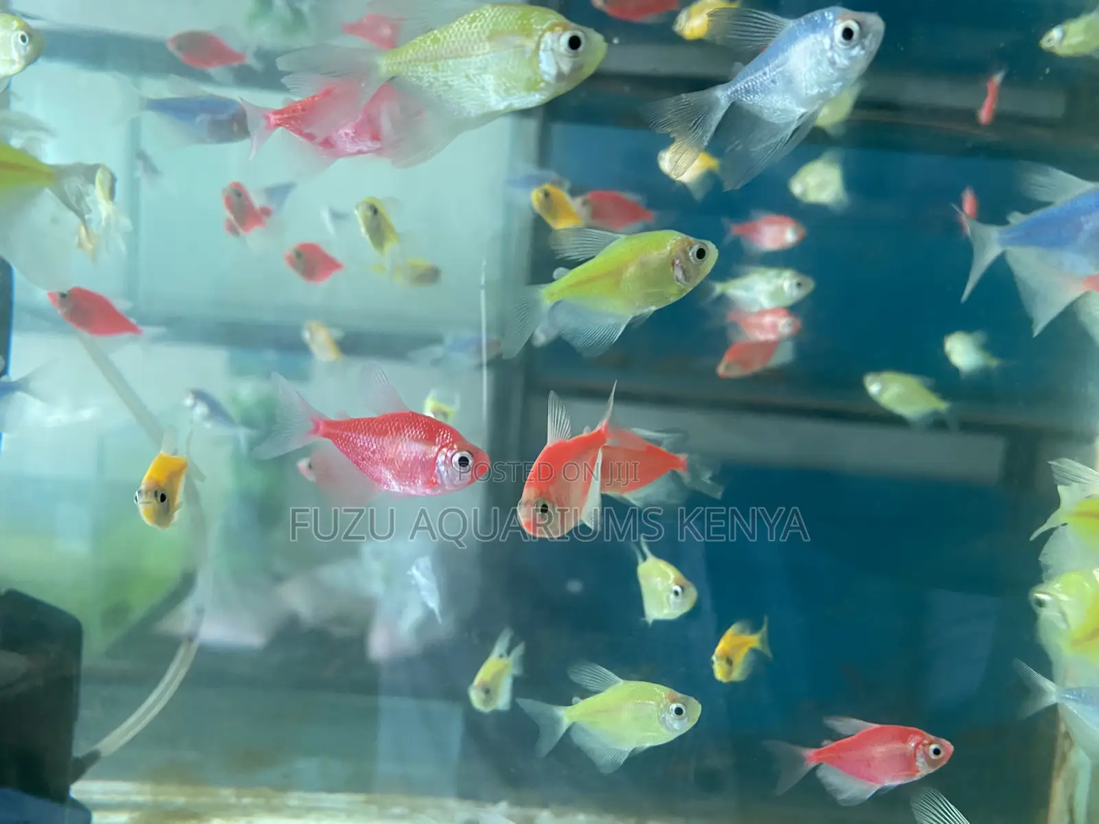 Color-Pop Glotetras – Light Up Your Aquarium