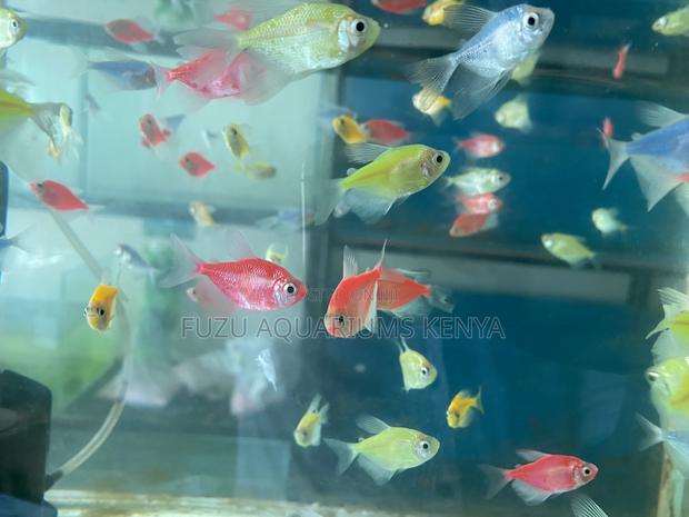 Color-Pop Glotetras – Light Up Your Aquarium - main view