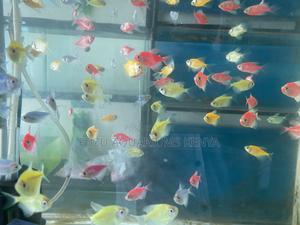 Glotetra Party Pack – Red, Green, Blue More! - thumbnail 2