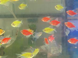 Glow in Motion – Mixed Glotetras Collection - thumbnail 2