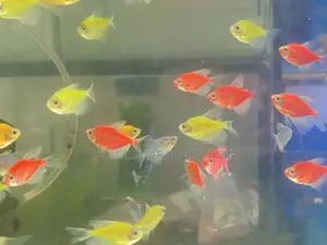 Glow in Motion – Mixed Glotetras Collection