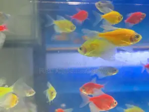 Glotetras for Aquariums – Shimmering Beauty