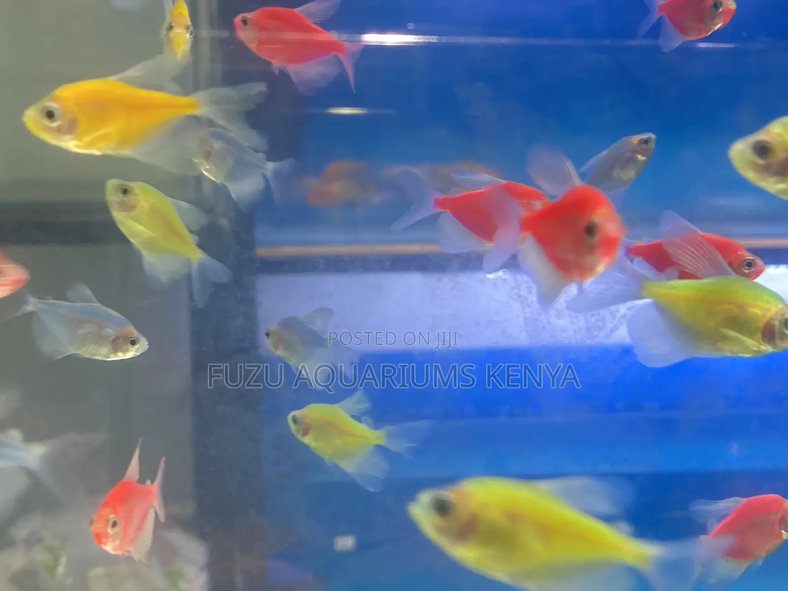 Assorted Glotetras – Add Life Light
