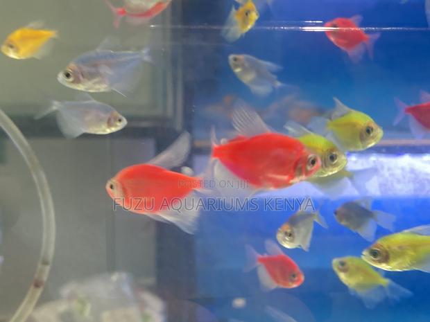 Glotetras Rainbow – Peaceful Playful Fish - main view