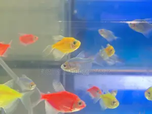 Freshwater Glotetras – Easy Eye-Catching