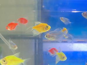 Mixed Neon Glotetras – Kids Will Love Them! - thumbnail 2