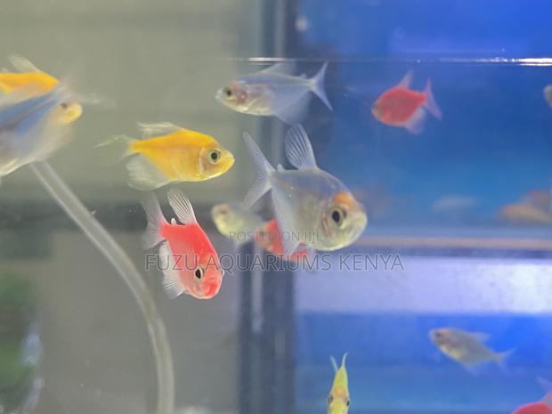 Add Flash Flair With Glotetras - main view