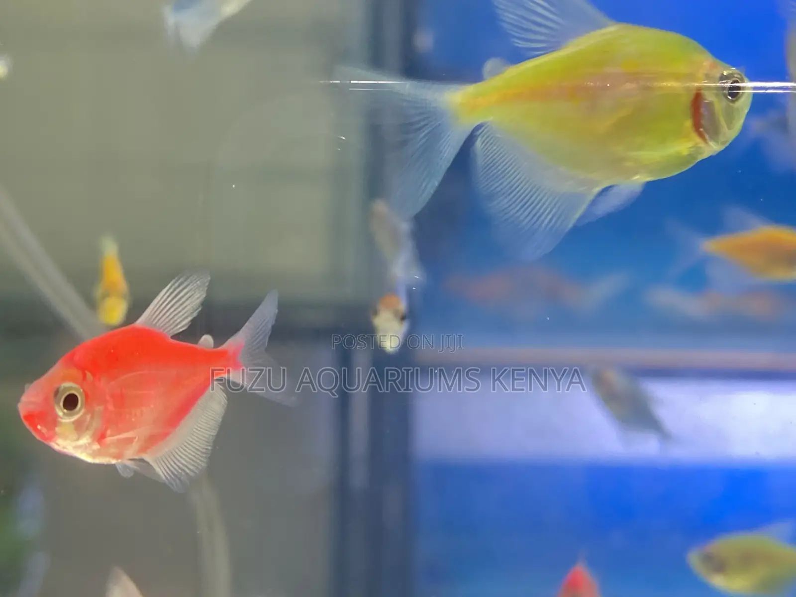 Glotetras That Glow Under Led Lights