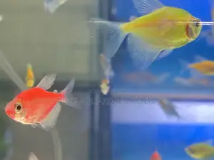 Glotetras That Glow Under Led Lights