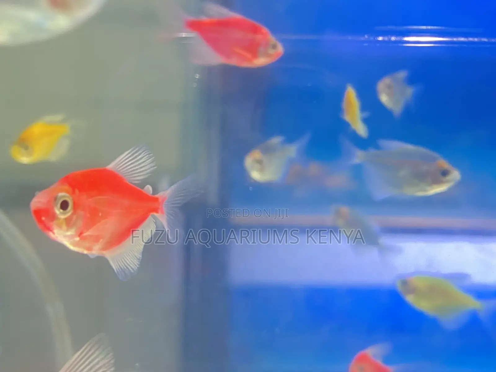 School of Glotetras – Perfect for Beginners